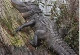 Alligators In Texas Map Die 329 Besten Bilder Auf Alligator In 2019 Crocodiles Alligators