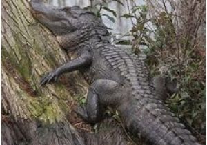 Alligators In Texas Map Die 329 Besten Bilder Auf Alligator In 2019 Crocodiles Alligators
