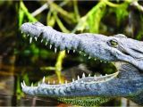 Alligators In Texas Map Travel Exploring the Everglades Life Tdtnews Com