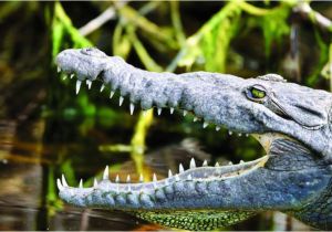 Alligators In Texas Map Travel Exploring the Everglades Life Tdtnews Com