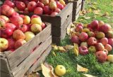 Apple Hill California Map Fall events at Apple Hill Farms
