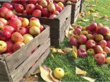 Apple Hill California Map Fall events at Apple Hill Farms