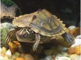 Baby Texas Map Turtle for Sale 10 Best Map Turtle Images Map Turtle Turtles Reptiles Amphibians