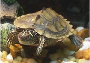 Baby Texas Map Turtle for Sale 10 Best Map Turtle Images Map Turtle Turtles Reptiles Amphibians