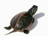 Baby Texas Map Turtle for Sale 11 Best Aquatic Turtles for Sale Images In 2019 Aquatic Turtles