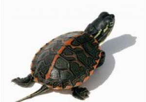 Baby Texas Map Turtle for Sale 11 Best Aquatic Turtles for Sale Images In 2019 Aquatic Turtles