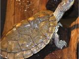 Baby Texas Map Turtle for Sale Texas Map Turtle Care Business Ideas 2013