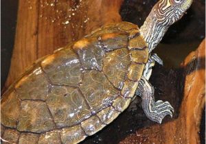 Baby Texas Map Turtle for Sale Texas Map Turtle Care Business Ideas 2013