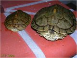 Baby Texas Map Turtle for Sale Texas Map Turtle Care Business Ideas 2013