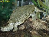 Baby Texas Map Turtle for Sale Texas Map Turtle Care Business Ideas 2013