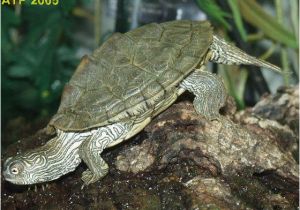 Baby Texas Map Turtle for Sale Texas Map Turtle Care Business Ideas 2013