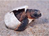 Baby Texas Map Turtle for Sale the Illegal Sale Of Turtle Hatchlings In the Us