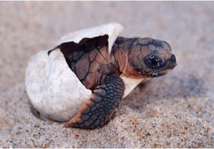 Baby Texas Map Turtle for Sale the Illegal Sale Of Turtle Hatchlings In the Us