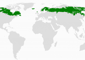 Big Map Of Canada Boreal forest Of Canada Wikipedia