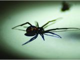 Black Widow California Map Black Widow Spiders How to Get Rid Of Black Widows