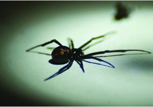 Black Widow California Map Black Widow Spiders How to Get Rid Of Black Widows