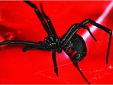Black Widow California Map Black Widow Spiders How to Get Rid Of Black Widows