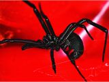 Black Widow California Map Black Widow Spiders How to Get Rid Of Black Widows