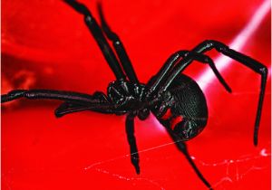 Black Widow California Map Black Widow Spiders How to Get Rid Of Black Widows