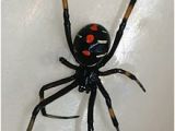 Black Widow California Map Latrodectus Wikipedia