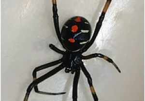 Black Widow California Map Latrodectus Wikipedia