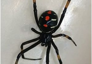 Black Widow California Map Latrodectus Wikipedia