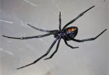 Black Widow California Map Latrodectus Wikipedia