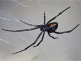 Black Widow California Map Latrodectus Wikipedia