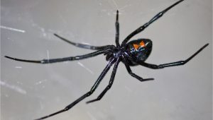 Black Widow California Map Latrodectus Wikipedia