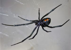 Black Widow California Map Latrodectus Wikipedia