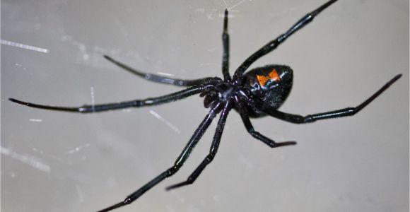 Black Widow California Map Latrodectus Wikipedia