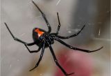 Black Widow California Map Poisonous Spiders In Georgia What You Need to Know