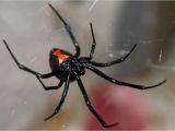 Black Widow California Map Poisonous Spiders In Georgia What You Need to Know