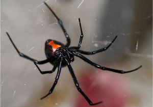 Black Widow California Map Poisonous Spiders In Georgia What You Need to Know