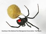 Black Widow California Map Spiders 101 Types Of Spiders Spider Identification