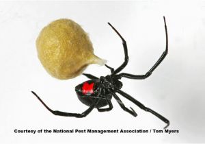 Black Widow California Map Spiders 101 Types Of Spiders Spider Identification