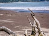 Bolinas California Map Driftwood Picture Of Bolinas Beach Bolinas Tripadvisor