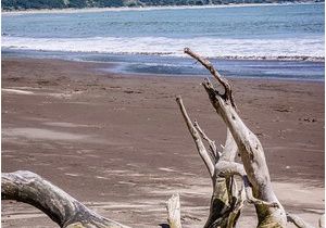 Bolinas California Map Driftwood Picture Of Bolinas Beach Bolinas Tripadvisor