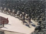 Boron California Map Twenty Mule Team Statue Borax Visitor Center Boron Ca Picture