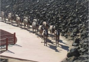 Boron California Map Twenty Mule Team Statue Borax Visitor Center Boron Ca Picture