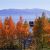 California Fall Color Map where to See Fall Color In the Lake Tahoe Region