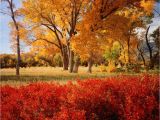 California Fall Foliage Map A State by State Guide to Fall Colors