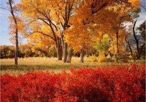 California Fall Foliage Map A State by State Guide to Fall Colors