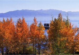 California Fall Foliage Map where to See Fall Color In the Lake Tahoe Region