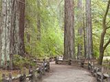 California Giant Redwoods Map California Redwood forests where to See the Big Trees