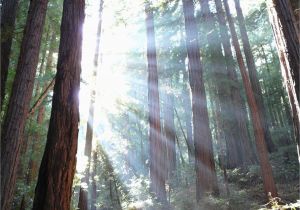 California Giant Redwoods Map Muir Woods National Monument Wikipedia