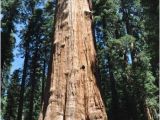 California Giant Redwoods Map the 5 Best Places to Visit California S Giant Redwoods and Giant