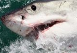 California Shark attack Map California Surfer Survives Shark attack Gets 50 Stitches