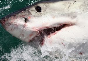 California Shark attack Map California Surfer Survives Shark attack Gets 50 Stitches