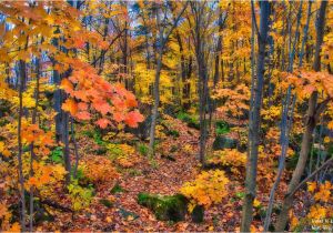 Canada Fall Foliage Map Fall Foliage In Quebec Travel to Eat